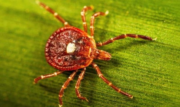 Man's Death Possibly First From Tick-Related Meat Allergy