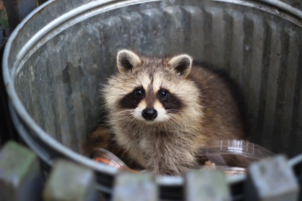 Urban Raccoons May Be Adapting to Look Like Pets