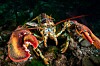 OpenClaw 2.0 Enhances Security Amid Ongoing Concerns
