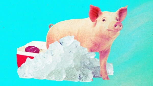 The Download: Reviving Frozen Pig Kidneys and Enhancing Nuclear Power